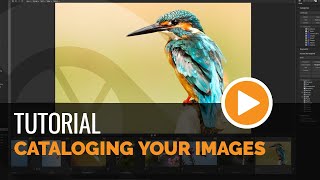 Cataloging your Files  Tutorial [upl. by Barraza]