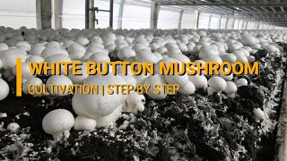 White Button Mushroom Cultivation Agaricus bisporus  DMR Solan [upl. by Aihsenot]