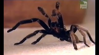 Australian TarantulaWhistling spider [upl. by Droffats]