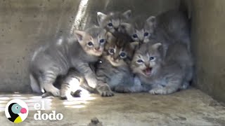 Gatitos son rescatados de una alcantarilla  El Dodo [upl. by Novyaj]