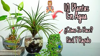 10 Plantas De INTERIOR que se CULTIVAN en AGUA [upl. by Ainimreh83]