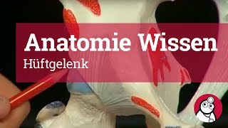 AnatomieWissen Hüftgelenk [upl. by Klecka38]