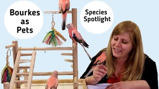 Rosey Bourke Parakeets as Pets Species Spotlight [upl. by Elletse]