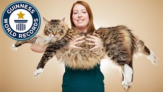 Longest cat  Guinness World Records [upl. by Mccomb]