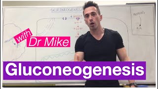 Gluconeogenesis [upl. by Candy]