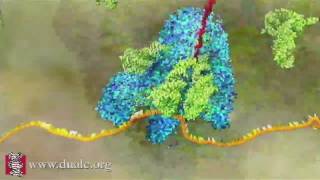 mRNA Translation Advanced [upl. by Anirbys]