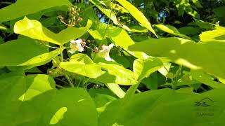 Catalpa bignonioides Aurea katalpa trubačovitá [upl. by Ashok]