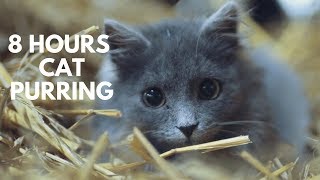 Kitty Cat Purring Relaxation Sounds ASMR 8 Hours [upl. by Eignat]