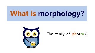 What is morphology [upl. by Eemia]