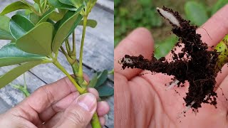 How to grow Schefflera plant from cuttings  Propagate the Schefflera plants  Umbrella Tree [upl. by Gabbey932]