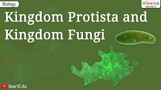 Kingdom Protista and Kingdom Fungi  Class 11 Biology  iKen [upl. by Airamat122]