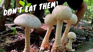 7 Common Poisonous Mushrooms You Should Know [upl. by Dagna125]