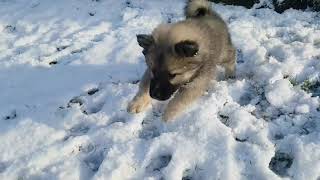 Eurasier puppies in winter [upl. by Haram]