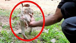 WOW Brave Monkey Will Attack Who Catch The Babies Monkeys  New Pigtail Baby Monkey Caught [upl. by Denzil268]