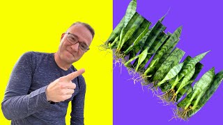 Secrets to Snake Plant Propagation How to Propagate Sansevieria [upl. by Ardnasil]