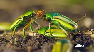 Insect Mating  Everything You Need to Know  Love Nature [upl. by Llohcin803]