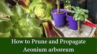 How to Prune and Take Cuttings of Aeonium arboreum  The Tree Aeonium [upl. by Buckler]