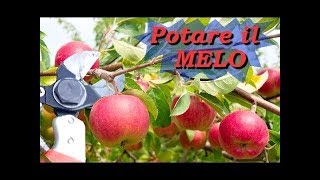 POTARE IL MELO [upl. by Eiramenna]