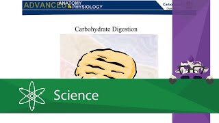 Carbohydrate Digestion [upl. by Candis]