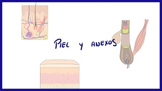 ¿QUE SON LAS PÁPULAS PERLADAS EXPLICACIÓN TRATAMIENTO ETC [upl. by Lajet604]