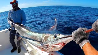 Pesca de Marlin Rayado en Mazatlán 100 lbs [upl. by Jamnis]