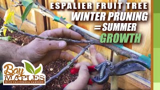 Espalier Fruit Tree Pruning Tips [upl. by Stoddart99]