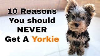 Why you Shouldnt get a Yorkie 10 Reasons [upl. by Kemppe]