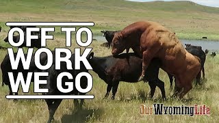 Putting Bulls In With The Cows on the Ranch [upl. by Essinger]