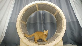 How to make a Cat Exercise Wheel [upl. by Audsley]