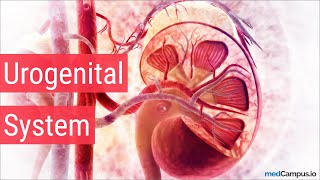 Embryology Urogenital System [upl. by Atsira]