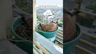 A woman supported a mother turtle dove in raising her chicks [upl. by Shepard]