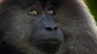 This Alpha Male Macaque Has Made a Risky Decision [upl. by Shira]