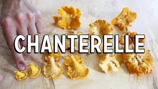 Chanterelle Mushroom  How To Find amp How To Cook [upl. by Nal]