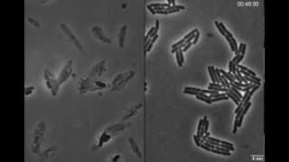 Exploding bacteria with penicillin [upl. by Carrew]