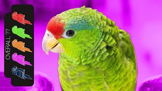 Mexican Red Crowned Amazon The Best Pet Parrot [upl. by Sokin]