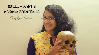 SKULL PART 3  NORMA FRONTALIS  ANATOMY  SIMPLIFIED ✔ [upl. by Ryan47]