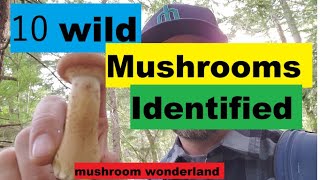 10 Wild Mushrooms in the PNW Identified [upl. by Damle]