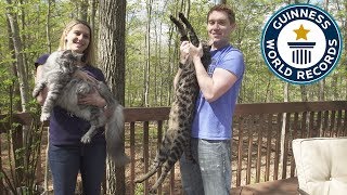 Tallest cat and longest tail ever  Guinness World Records [upl. by Fidelas]