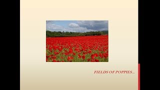 Remembrance Song Fields of poppies [upl. by Etteniuqna]