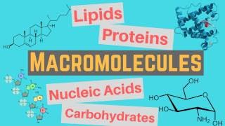 Macromolecules  Classes and Functions [upl. by Neliac51]