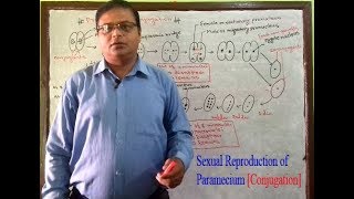 Conjugation of Paramecium [upl. by Papst]