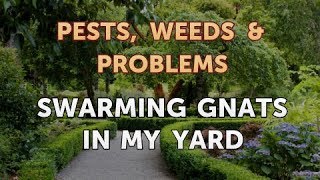 Swarming Gnats in My Yard [upl. by Antonino]