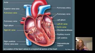 Lecture16 Cardiac Physiology [upl. by Batish797]