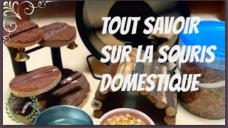 Tout savoir sur la souris domestique [upl. by Corotto]