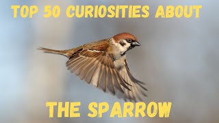 Top 50 Curiosities About the Sparrow [upl. by Noland]