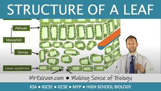 Structure of a leaf  GCSE Biology 91 [upl. by Amathiste66]