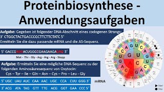 Proteinbiosynthese  KlausuraufgabenAnwendungsaufgaben Biologie Genetik Oberstufe [upl. by Alak]