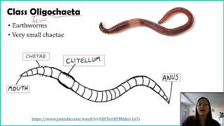 Phylum Annelida [upl. by Ryun886]