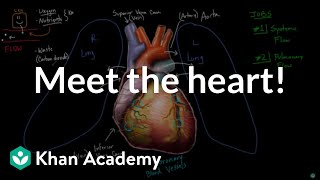 Human Heart  Human Circulatory System  ICSE Class 10 Biology  Vedantu Class 10 [upl. by Annoyt]