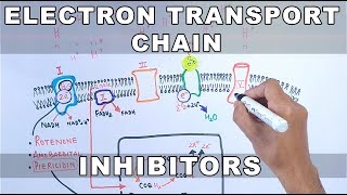 Inhibitors of Electron Transport Chain [upl. by Anjela274]